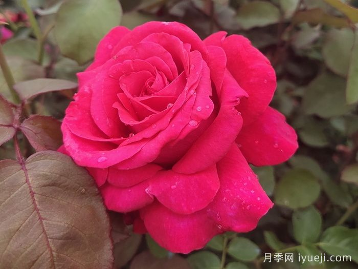 亚历克红月季/亚力克红Alecs Red(图5)