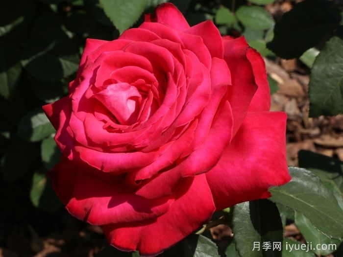 亚历克红月季/亚力克红Alecs Red(图4)