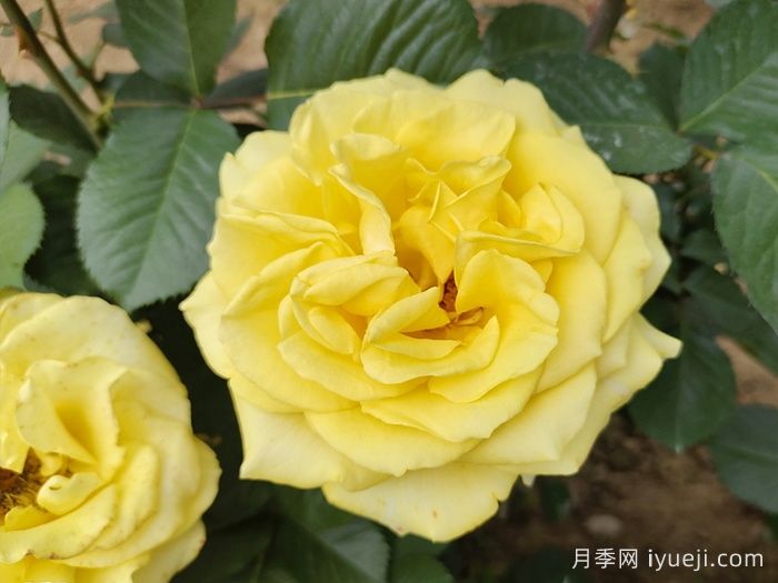 莱茵黄金月季/法尔茨黄金Pfalzer Gold(图2)