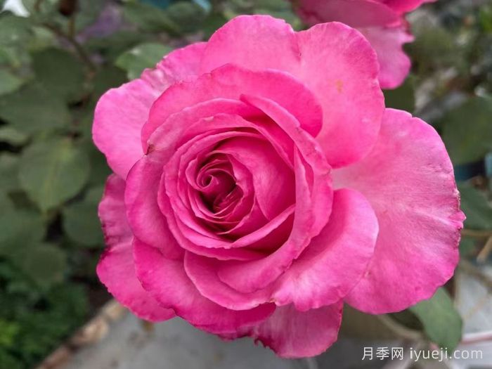 桃灼蓝天月季(图3)