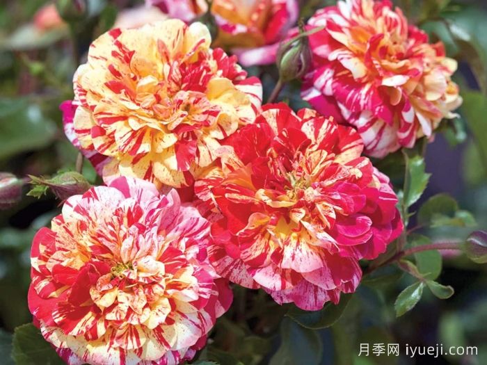 全美魔术月季All American Magic(图2)