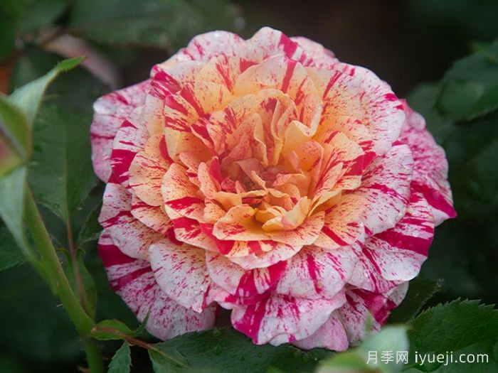 全美魔术月季All American Magic(图1)