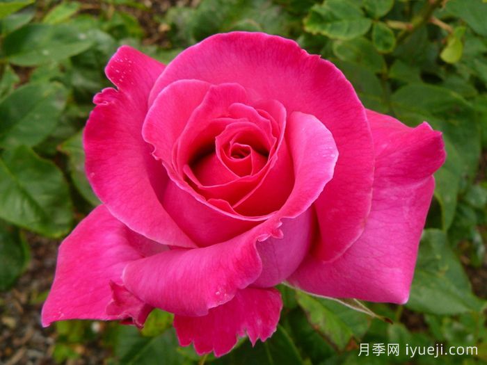 香欢喜月季/香水喜悦月季Perfume Delight(图2)