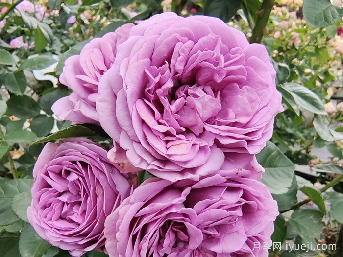 微蓝月季Kinda Blue(图1)