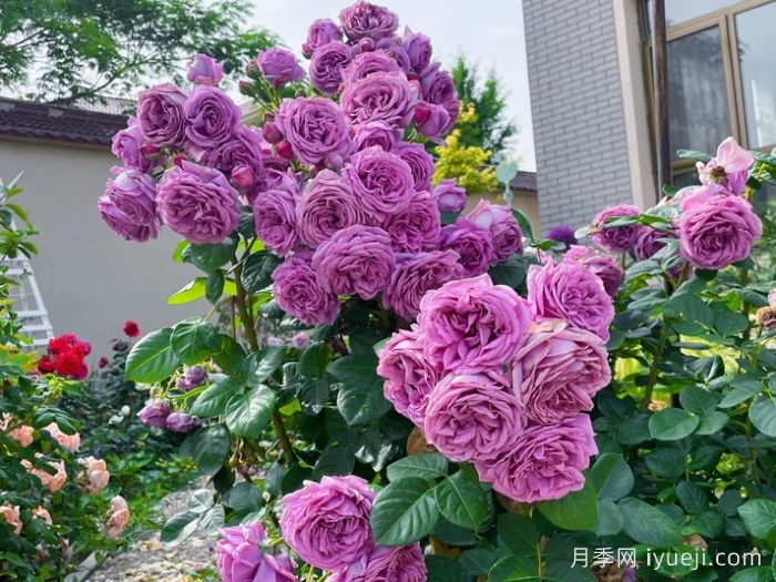 微蓝月季Kinda Blue(图4)