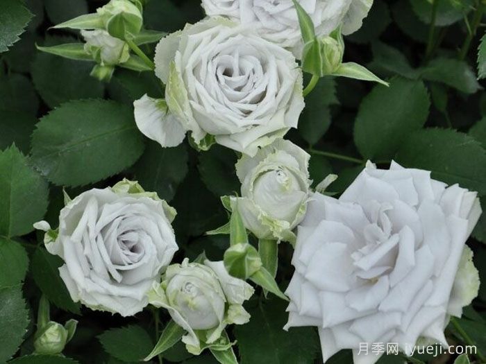 蓝色天堂月季Blue Heaven(图3)