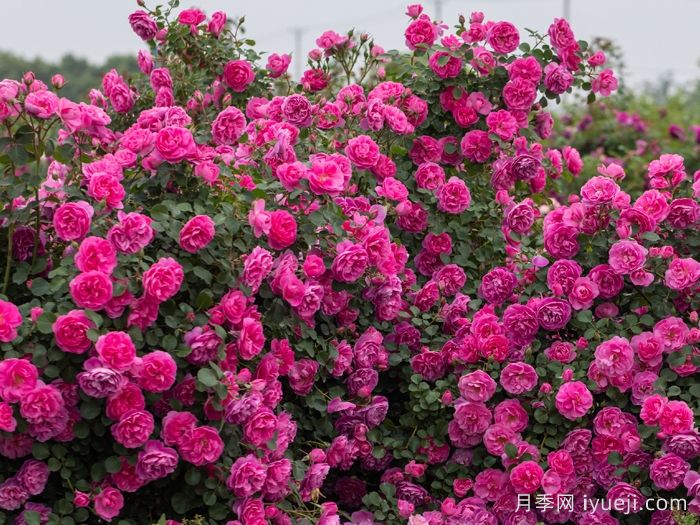 快板月季/欢快乐章/欢乐乐章Allegro(图4)