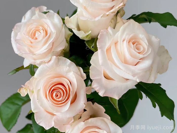 辛西娅月季Cynthia(图2)