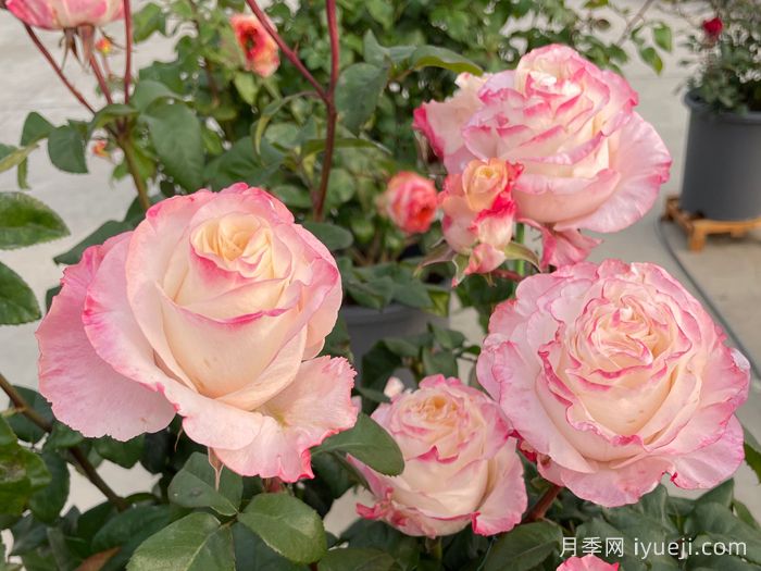 辛西娅月季Cynthia(图3)