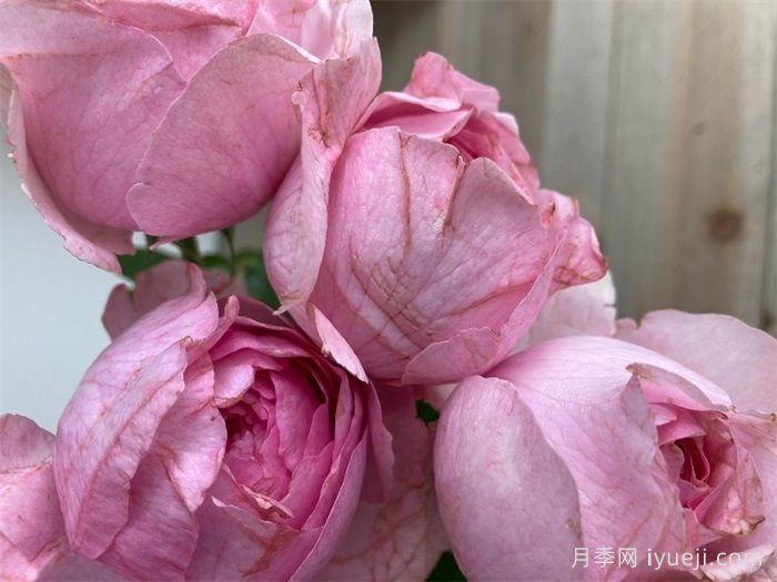 伊芙火焰月季Flamme Flambe(图2)