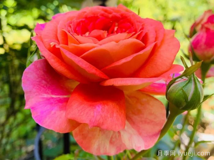 阿尔戈英雄月季Argonauts(图3)