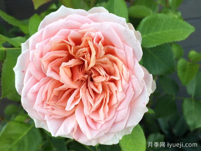  阿莫罗萨月季/新娘捧花月季Amorosa(图1)