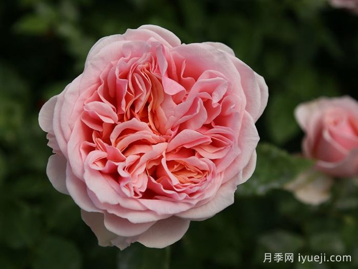  阿莫罗萨月季/新娘捧花月季Amorosa(图2)