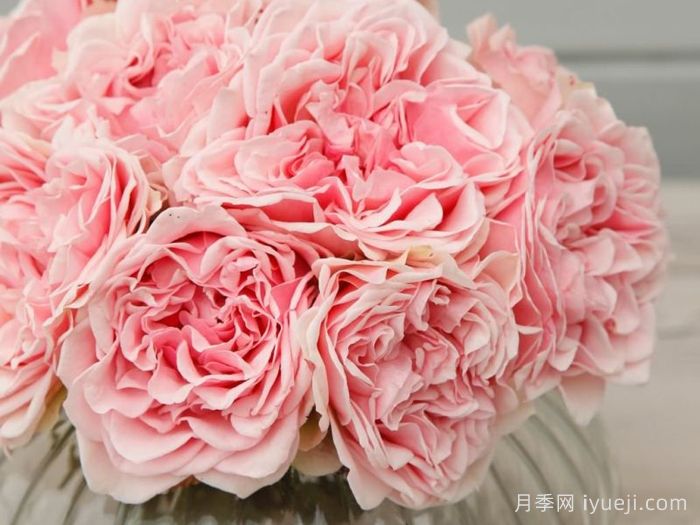  阿莫罗萨月季/新娘捧花月季Amorosa(图3)