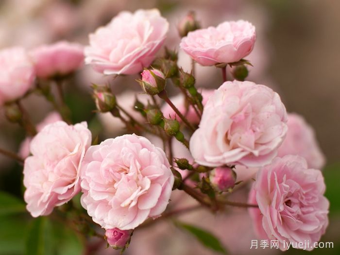 粉色天堂月季Heavenly Pink(图2)