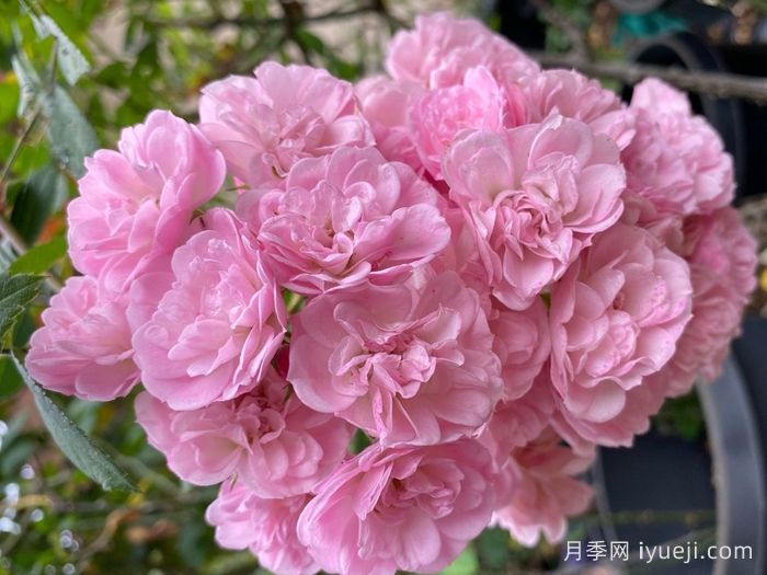 粉色天堂月季Heavenly Pink(图4)