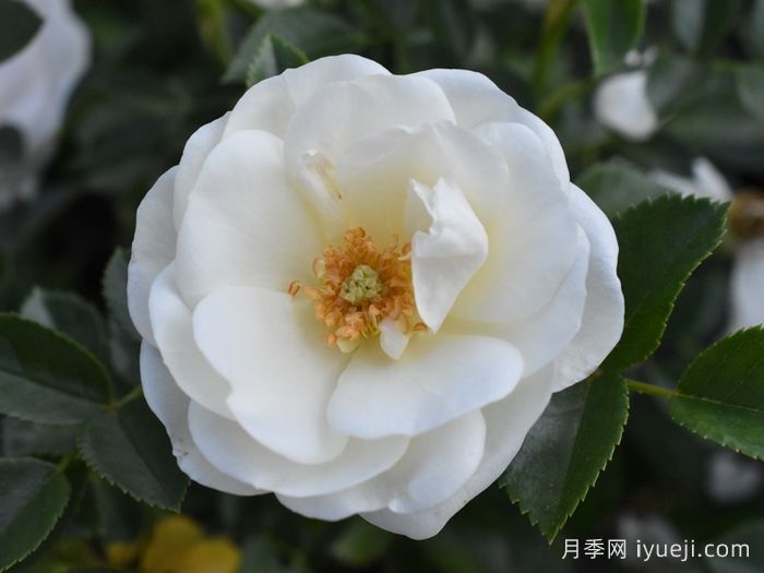 天真无暇月季/恩纳辛西亚/纯真/科丝塔娜Innocencia(图1)