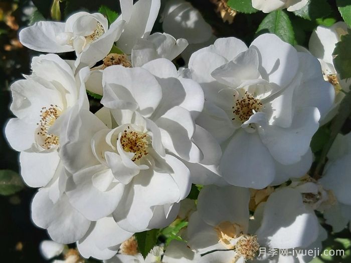 天真无暇月季/恩纳辛西亚/纯真/科丝塔娜Innocencia(图2)