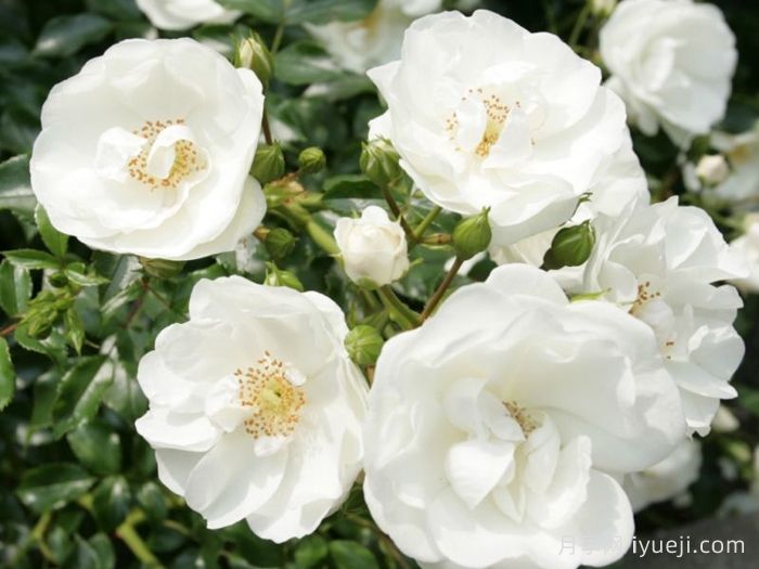 天真无暇月季/恩纳辛西亚/纯真/科丝塔娜Innocencia(图4)