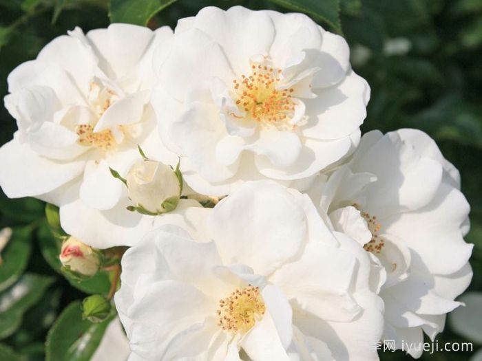 天真无暇月季/恩纳辛西亚/纯真/科丝塔娜Innocencia(图5)