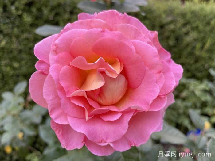 粉红天堂月季Pink Paradise(图1)