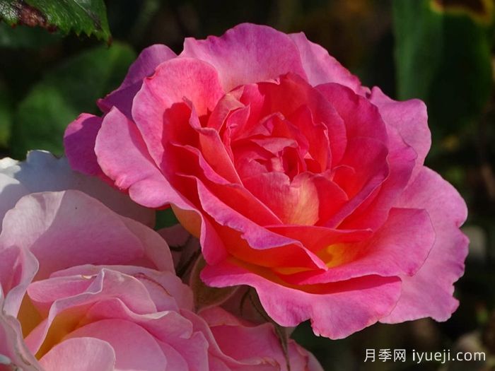 粉红天堂月季Pink Paradise(图2)