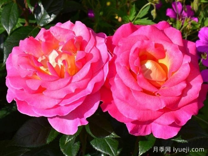 粉红天堂月季Pink Paradise(图5)