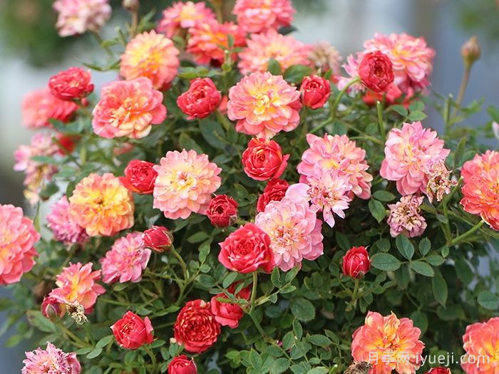 躲躲藏藏月季/捉迷藏Cache Cache(图1)