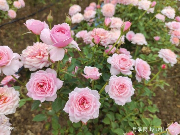 铃之妖精月季/妖精Fee Clochette(图4)