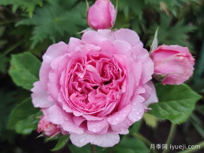 欢迎月季/欢迎德尔伯特Bienvenue(图1)