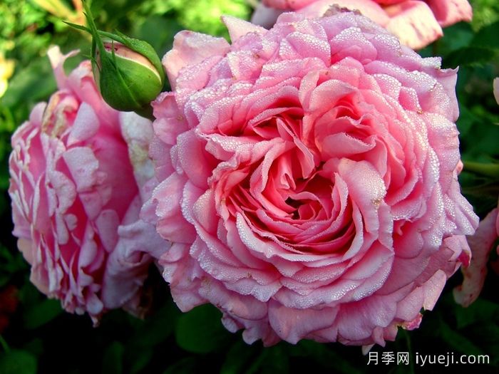 欢迎月季/欢迎德尔伯特Bienvenue(图2)