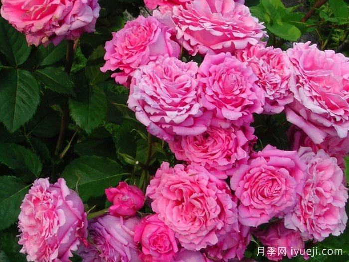 欢迎月季/欢迎德尔伯特Bienvenue(图3)