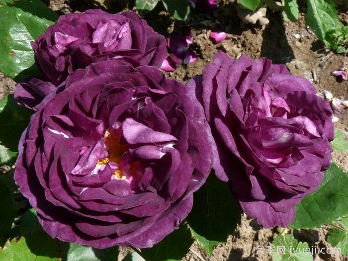 色彩与芬芳月季Colour and Scent(图1)