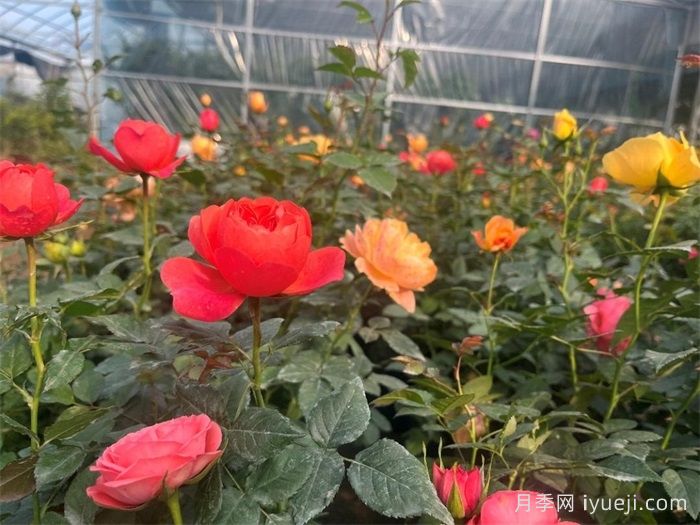 湖北麻城：玫瑰女王杨锦芬的振兴梦(图1)