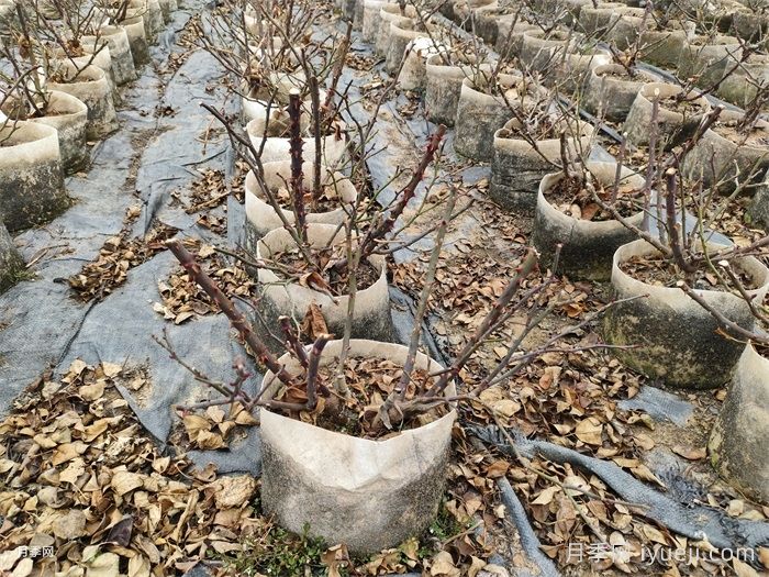 江浙沪月季什么时候冬剪？月季修剪指南(图1)