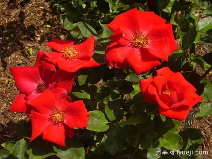 至高无上月季Altissimo(图3)