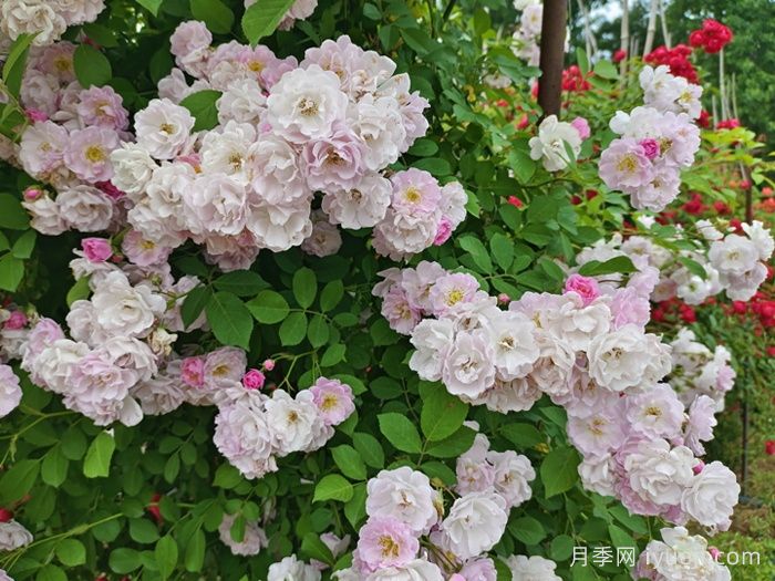 南阳蔷薇花满架，城区赏花去哪里？(图1)