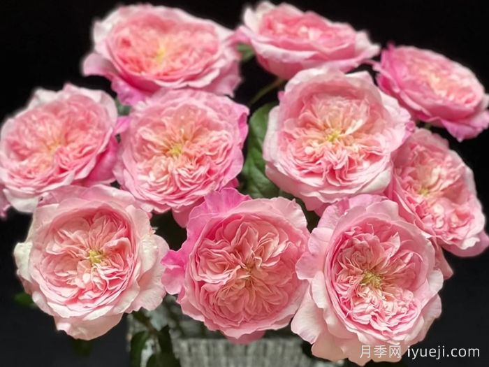 粉色香水月季/五号香水Pink Fragrance(图1)