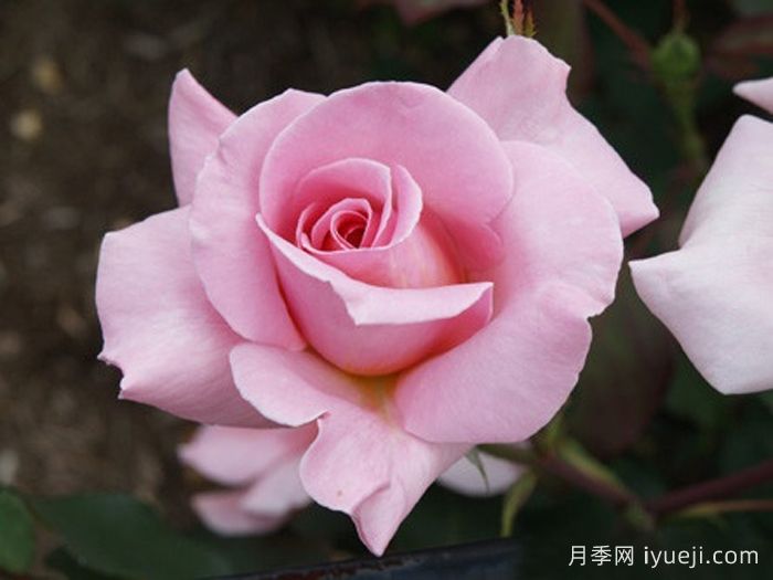 粉色香水月季/粉红香水Pink Perfume(图1)