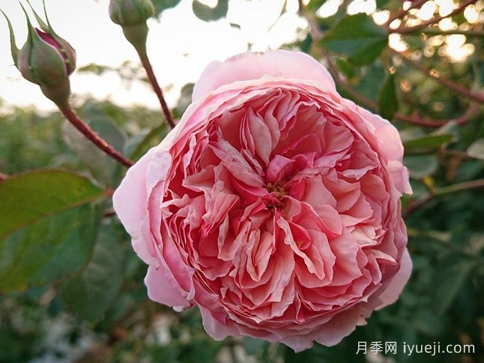 切花月季嫁接苗的栽培技术(图1)