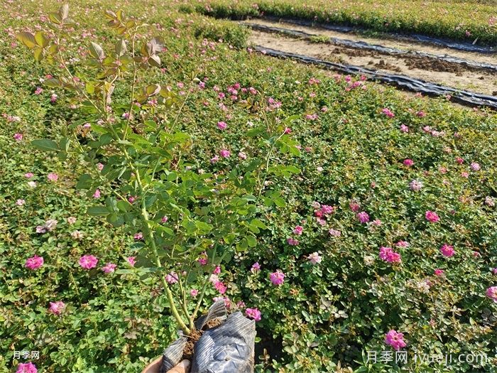 月季的秋季养护，防治病虫害(图1)
