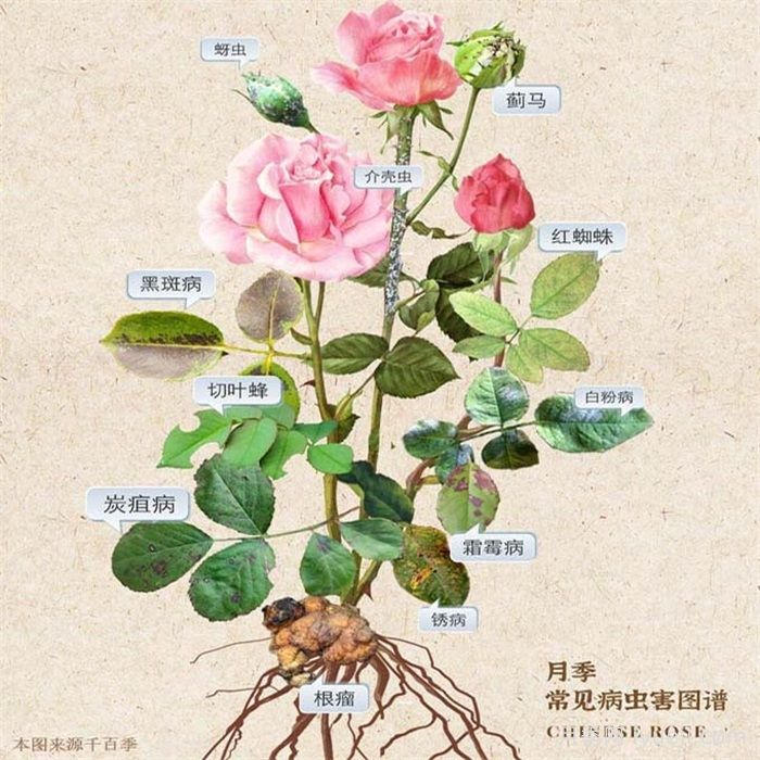 月季长绿色蚜虫怎么办？(图1)