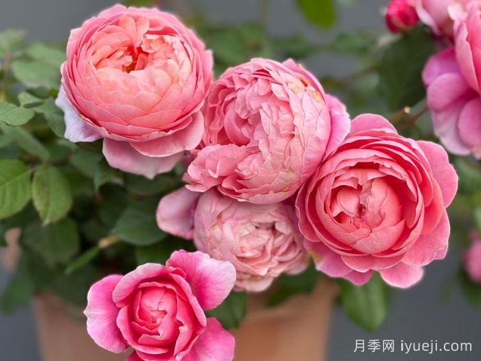 春山曲月季(图3)