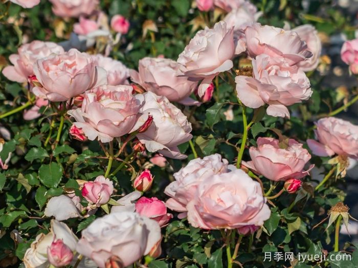 醉芙蓉月季(图4)