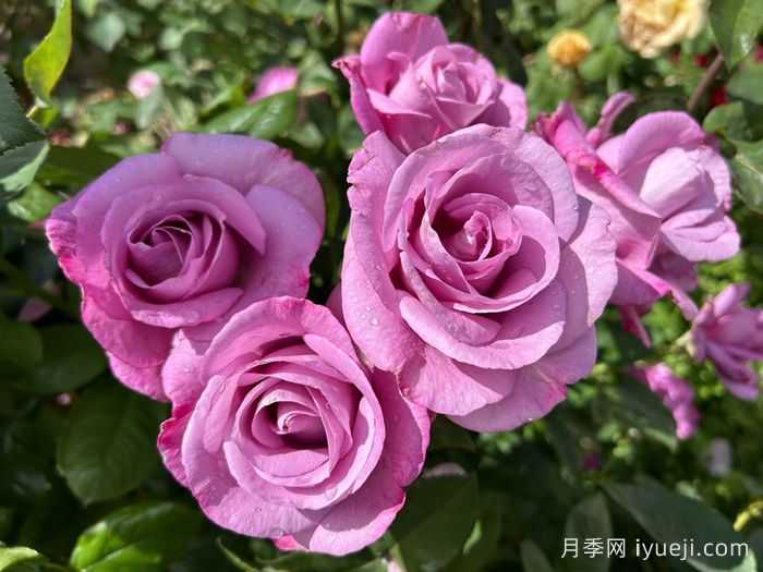 忧郁蓝调月季Moody Blues(图1)