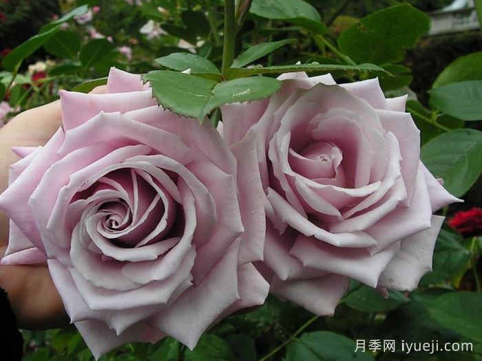 忧郁蓝调月季Moody Blues(图2)