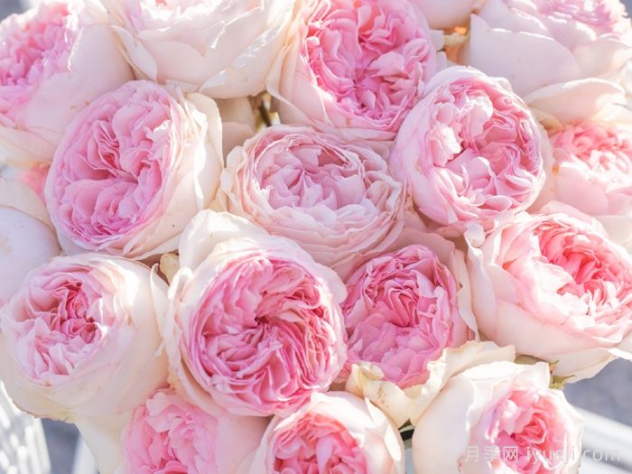 伊芙乙女心月季Respride Fille(图1)