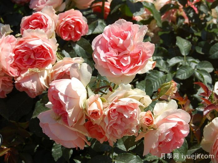 纨绔子弟月季/阔佬Jet Set(图3)