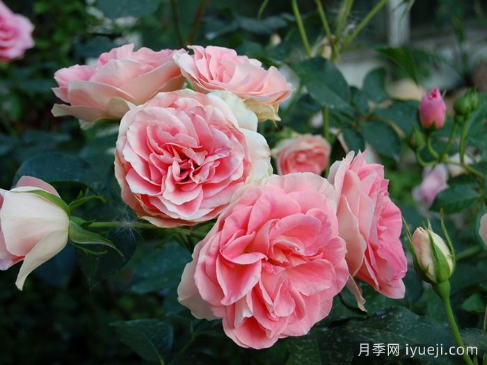 纨绔子弟月季/阔佬Jet Set(图2)