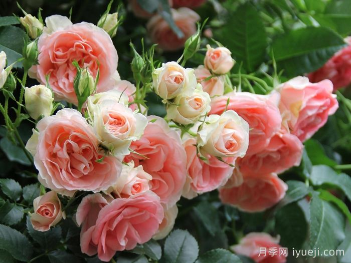 纨绔子弟月季/法国小姐月季(图2)